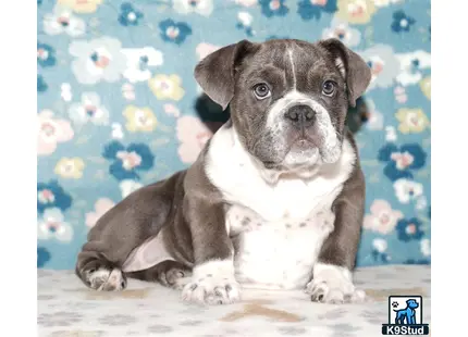 a english bulldog dog sitting on the floor