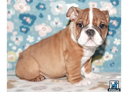 a english bulldog dog sitting on a bed
