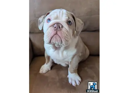 a english bulldog dog sitting on the floor