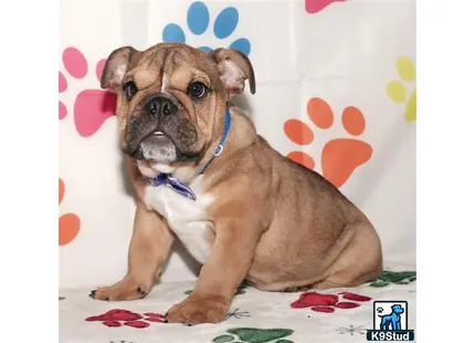 a english bulldog dog sitting on a bed