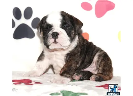 English Bulldog puppy for sale