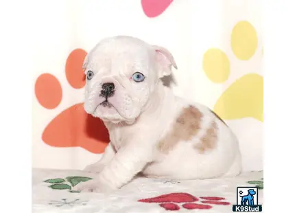a small english bulldog puppy on a bed