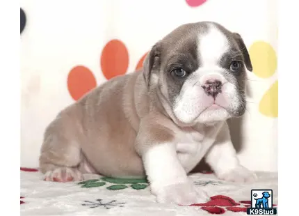 a english bulldog puppy on a carpet