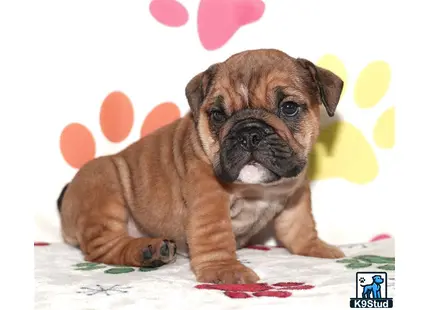 English Bulldog puppy