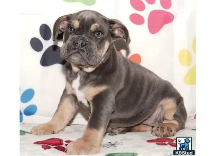 a english bulldog puppy sitting on a blanket