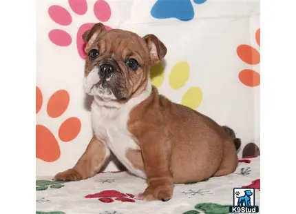 a english bulldog dog sitting on a bed