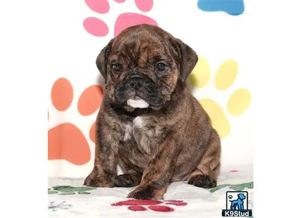 a english bulldog puppy sitting on a blanket