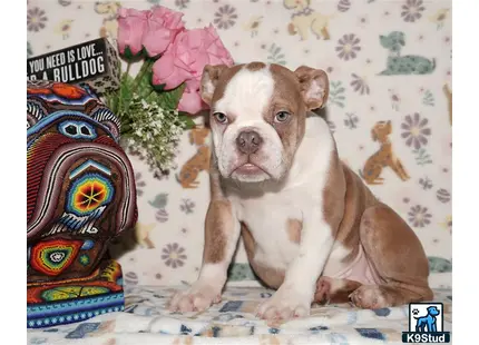 a english bulldog dog sitting on a bed