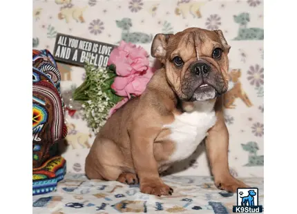 a english bulldog dog with a flower crown