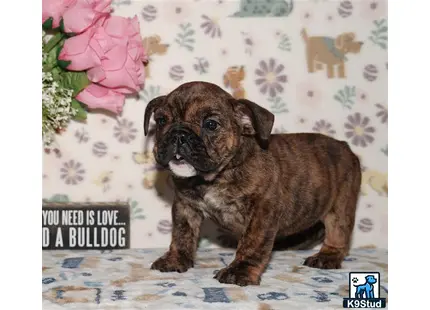 a small brown and black english bulldog puppy