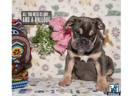 a english bulldog dog with a flower crown