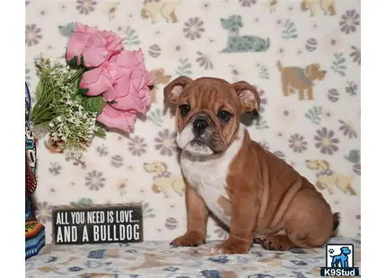 a english bulldog dog sitting on a couch
