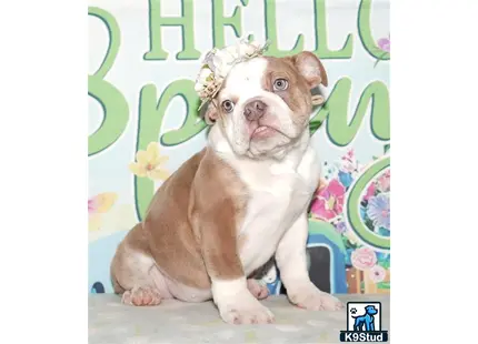 a english bulldog dog wearing a crown
