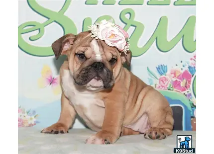 a english bulldog puppy with a flower in its hair