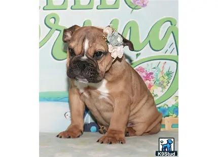a english bulldog dog wearing a crown