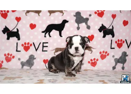 a english bulldog dog sitting on a bed with hearts drawn on it