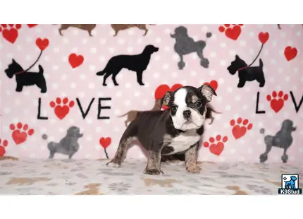 a english bulldog dog sitting on a bed with hearts on the wall
