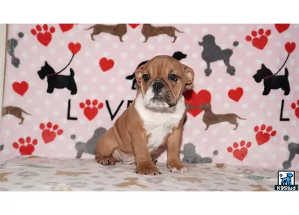 a english bulldog dog sitting on a bed