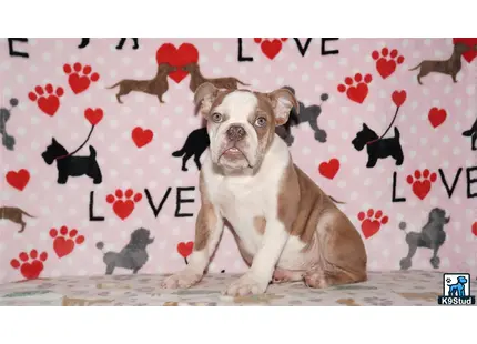a english bulldog dog sitting on a bed with hearts on the wall