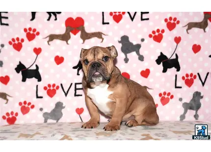a english bulldog dog sitting on a carpet
