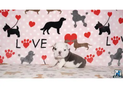 a english bulldog dog lying on a bed with a group of black and white animals