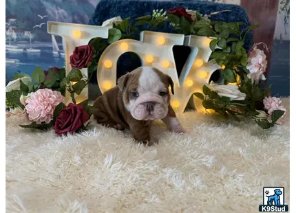 a english bulldog dog lying in a bathtub with flowers