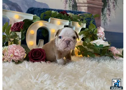 a english bulldog dog sitting in a chair