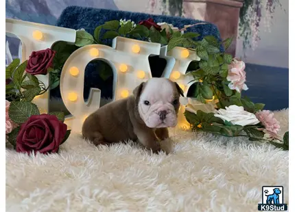 a english bulldog dog in a basket of flowers