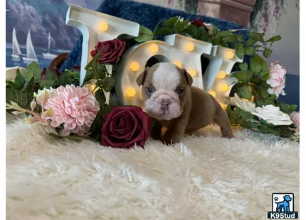 a english bulldog dog in a bathtub with flowers and a candle