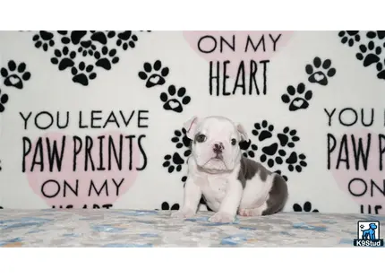 a english bulldog dog sitting on a bed