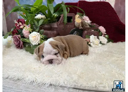a english bulldog dog lying on a blanket