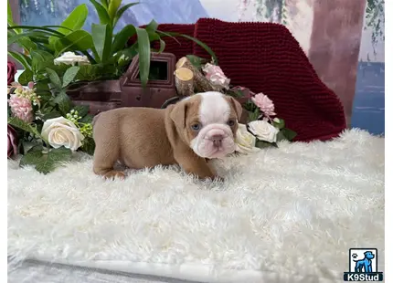 a english bulldog dog lying in a pile of snow