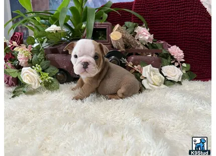 a english bulldog dog sitting in a pile of flowers
