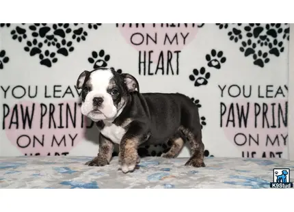 a small english bulldog puppy sitting on a bed