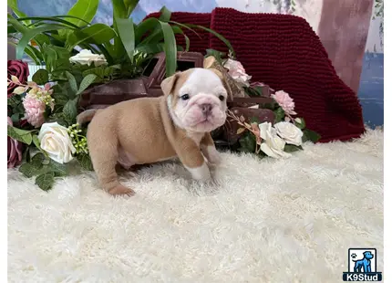 a english bulldog dog sitting on a blanket