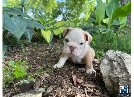 a english bulldog dog lying on the ground
