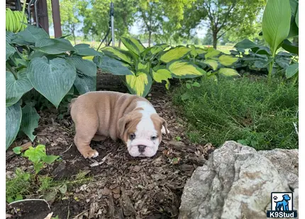 a english bulldog dog lying in a garden