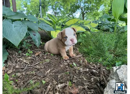 a small english bulldog dog in a garden