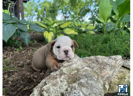 a english bulldog dog lying on a rock