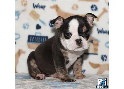 a small english bulldog dog sitting