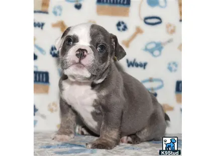 a english bulldog dog sitting on a couch