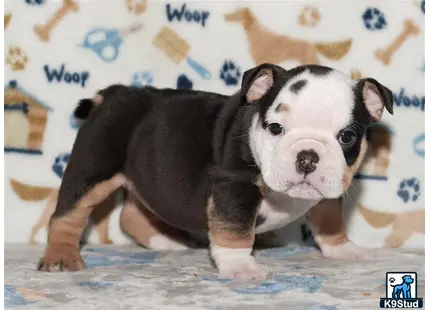 a english bulldog puppy standing on a bed