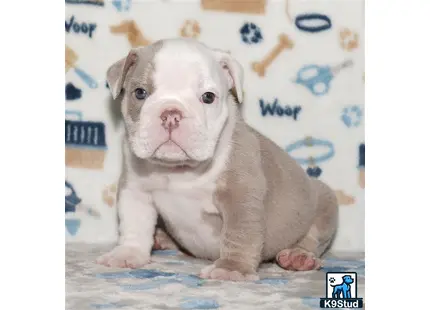 a english bulldog puppy sitting on a bed
