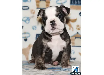 a english bulldog dog sitting on a couch