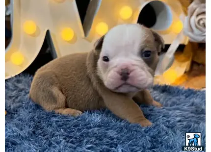 a english bulldog puppy lying on a blanket