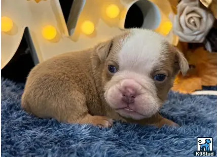 a english bulldog puppy lying on a blanket