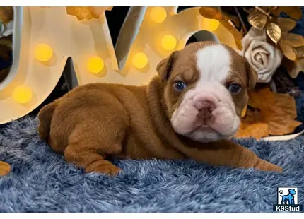a english bulldog puppy lying on a blanket