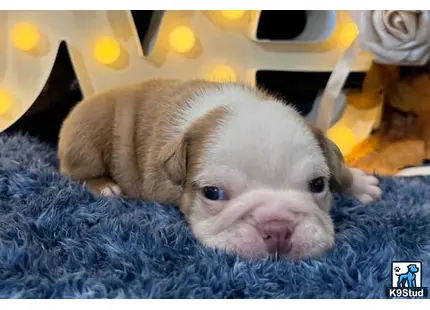 a small pig on a blanket