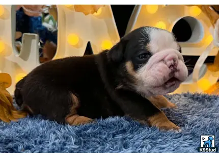 a english bulldog dog lying on a blanket