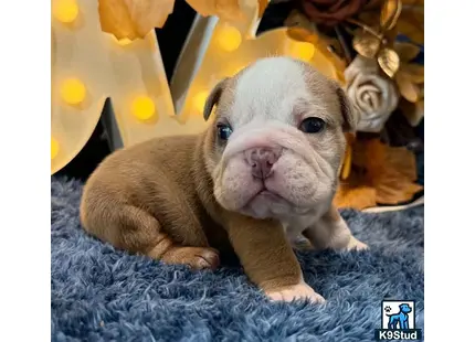 a small white english bulldog puppy